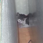 길냥이 구조 작전 (쪼끔 길어요 바쁘신분들은 패스,귀염터지는 사진도...