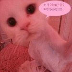 새하얀 아깽이 <b>천사</b>들