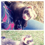 1탄 저도페릿 참 조아하는데요~ 제가한번 소개하겠습니다