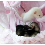 [페럿] 그 .. 뒷이야기 .