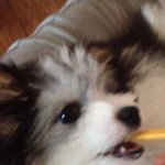 <b>치카</b><b>치카</b>하는멍멍이순신!