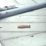 회사앞에 매일찾아오는 떡실신 냥이(사진유유유)