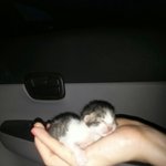 진격의 <b>발육</b> (아기  길고양이 람보)