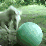 귀여운 <b>동물</b>들 .gif