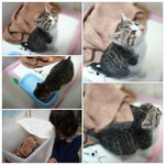 길냥이에서 공주로~ 저희집 고양이 입니다.^^