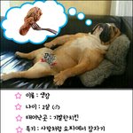 사람처럼 <b>쇼파</b>에서 잠자는 개