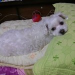 진격의 <b>발육</b>2  (아기 길고양이 람보)