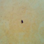 이 벌레 대체 뭔가요.... 알려주세요 ㅠㅠㅠㅠ 급해ㅑ요 ㅠㅠㅠ(혐오까진아님...