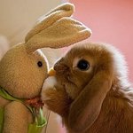 누가 인형인지 모르겠는 <b>동물</b>