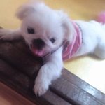 우리집 <b>짱이</b>! 못생겼나요???