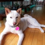 [가비두비25탄] 사람인지 개인지 헷갈리는 똥꼬발랄우리집멍멍2들을...