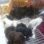 시장에서 데려온 울집 강아지 근데 알고보니....