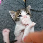 (수정)진격의 <b>발육</b>3  (아기 길고양이 람보)