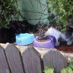 길양이들 밥주는데 밥그릇에 흙과 <b>잡초</b>를.. 도와주셈