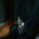 냥이판)애교넘치는 냥이 호야예요~