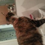 내가.이렇게.생겻다니...(<b>야옹이</b>와 금동)