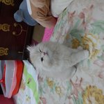 샴고양이 <b>마리</b>&amp;친칠라 니니 세번째!