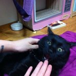 아홉마리 고양이와 동거 (부제: 고양이 집에 사람이 살아요)