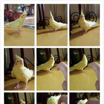 우리집 긔<b>요미</b>