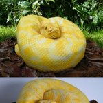 비단구렁이 모습의 <b>케익</b>.. 너무 리얼해..