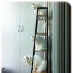 [엘루엘루] 4단 <b>책장</b> 점령하기..(하얀고양이 일곱...)