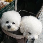 이 강아지 <b>종류</b>가뭐예요?ㅜㅜㅜㅜ