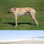 만약  <b>동물</b>들에게 목이 없다면?