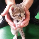 아기길냥이 주인안나타나면 안락사시킨대요..