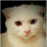 사랑받을 줄 아는 고양이 루비~