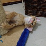 아기 길냥이를 본 순간...