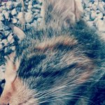 냥판) 임신중인 뚱땡이 옥상이!