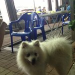 *주인을 찾아주세요* 사모예드 수컷. 일산 경기도 고양시 일산동구...