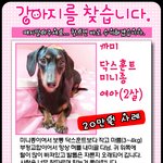 우리까미를찾습니다. 꼭한번만봐주세요. 닥스훈트 <b>여아</b>
