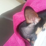 강아지 <b>학대</b>!! 조언좀해주세요ㅠㅠ
