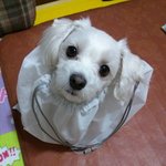 (추가)진격의 <b>발육</b> 4(아기 길고양이 람보)