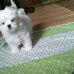 <b>말썽</b>꾸러기 말티 두부를 소개합니다~