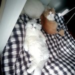 냥판) 멍청돋는 <b>붕어</b> 고양이