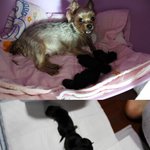[스압주의] 충격적인 강아지