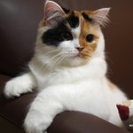 퐁즈의 고민(유봉이네)