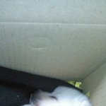 7개월된애교덩어리하루를소개합니다!!