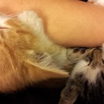 냥냥) 유자,<b>카노</b>,주니어 일생일대기