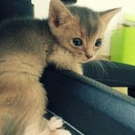 고냥이랑 동거시작!