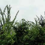 다시 장마비가 내리네요~! ^^