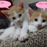 귀염<b>포텐</b>아깽이들~