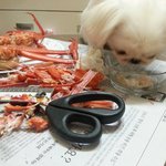 <b>홍게</b>도독이야~~~~