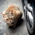 냥판) 지기지기 따<b>식이</b> 이야기, 10