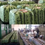 열도의 사각사각<b>수박</b>