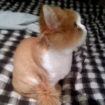 냥판) 멍청돋는 붕어 고양이 2