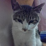 나의 첫 고양이 가슴에 묻다