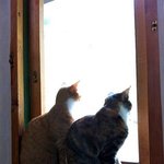 <b>금술</b> 좋은 야옹이와 금동이~하지만 부부싸운후엔....